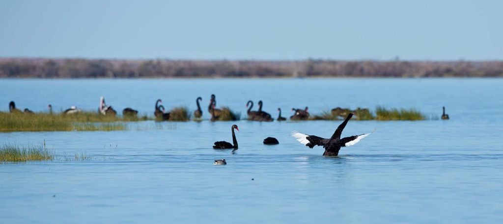 Black swans on Coongie Lakes